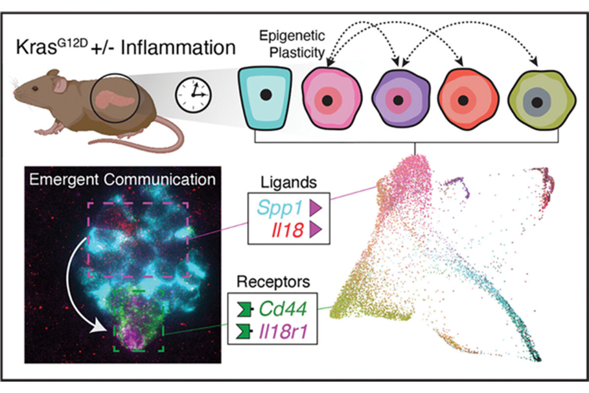 Figure 1. Cell states and cell-cell communication in early pancreatic tumorigenesis inferred from multiplexed single-molecule fluorescence in situ hybridization (lower left) and single-cell RNA sequence data (lower right) (57). Mouse illustration was created with BioRender (www.biorender.com).