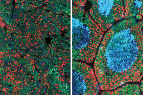 Green and red cells on the left. On the right: green, red, and blue cells.