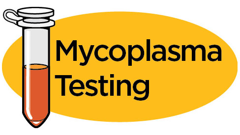 Mycoplasma Testing