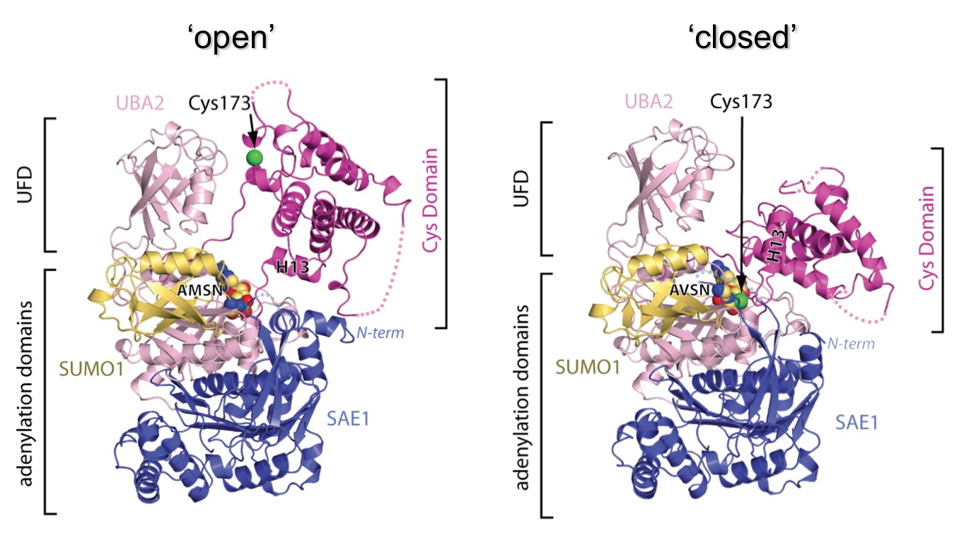 SUMO E1 captured during thioester bond formation