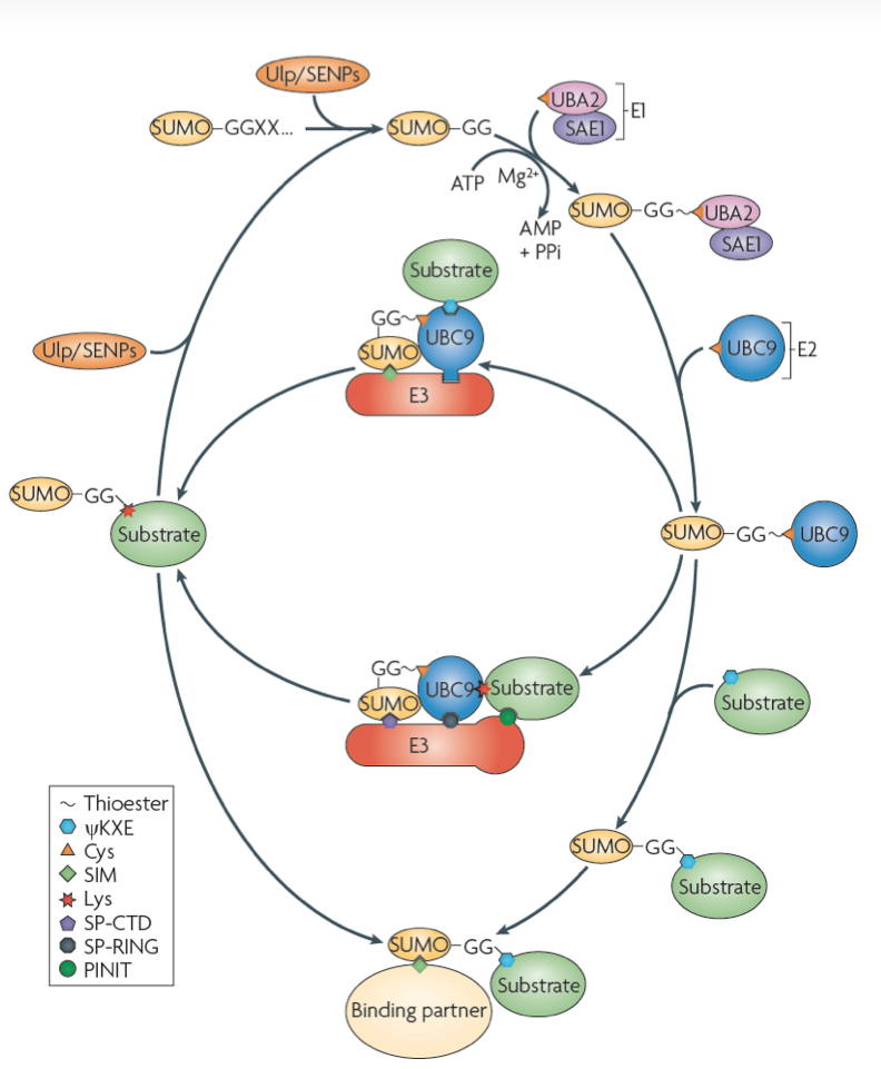 Ubl conjugation cascade