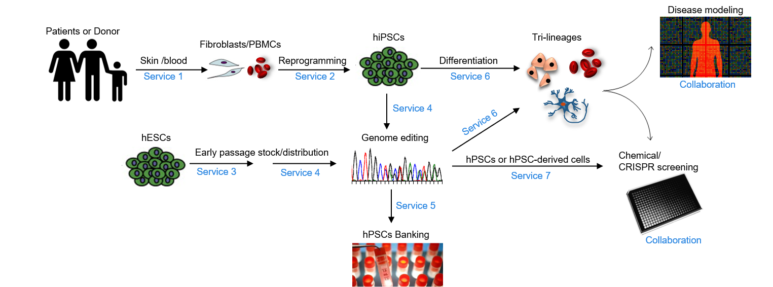 SKI Stem Cell Research Core Services model