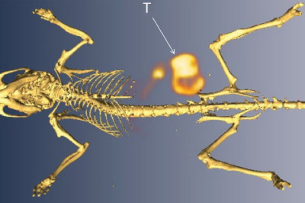 Figure 1. Zr-89-5B1-PET/CT imaging (MIP) of a SCID mouse with an orthotopic BxPC3 pancreatic cancer xenograft (T).  