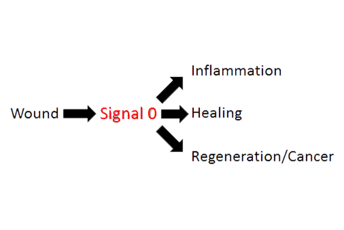 Scientific Image