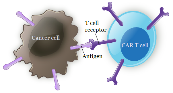 图 2. CAR-T 细胞附着在癌细胞表面