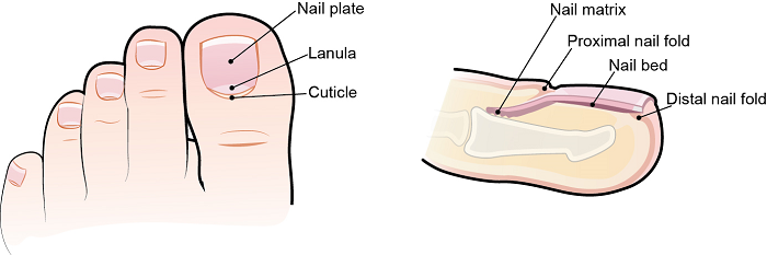 圖 1. 指甲構造