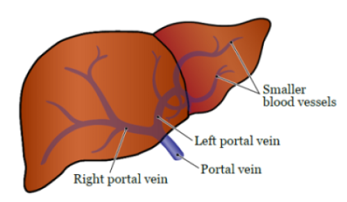 Figure 1. The portal vein in your liver