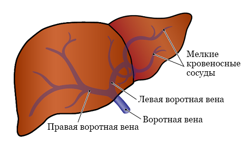 Рисунок 1.  Воротная вена печени